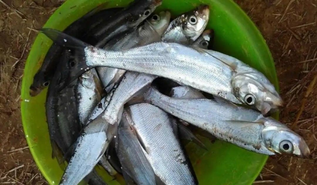 金龍魚和翹嘴魚哪個(gè)更稀有：福建小伙溪流撈起米級金龍魚罕見至極網(wǎng)友：這像泥鰍