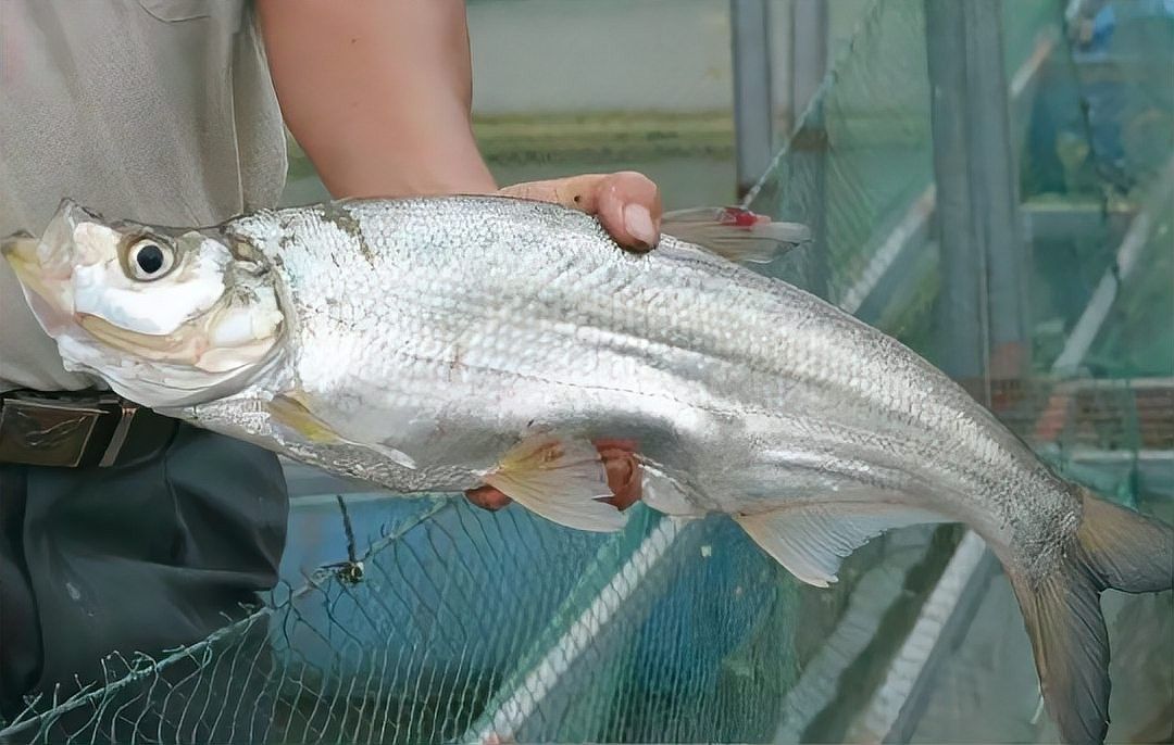 金龍魚和翹嘴魚哪個(gè)更稀有：福建小伙溪流撈起米級金龍魚罕見至極網(wǎng)友：這像泥鰍