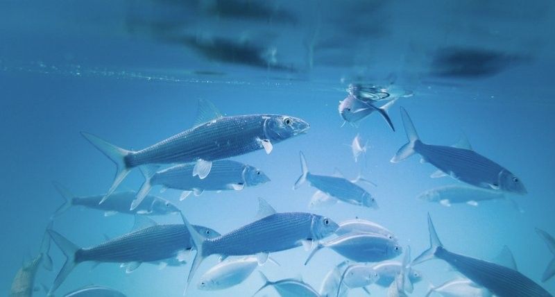 哪種龍魚麻醉藥最安全？：探討龍魚麻醉藥的安全性時我們需要考慮多個因素
