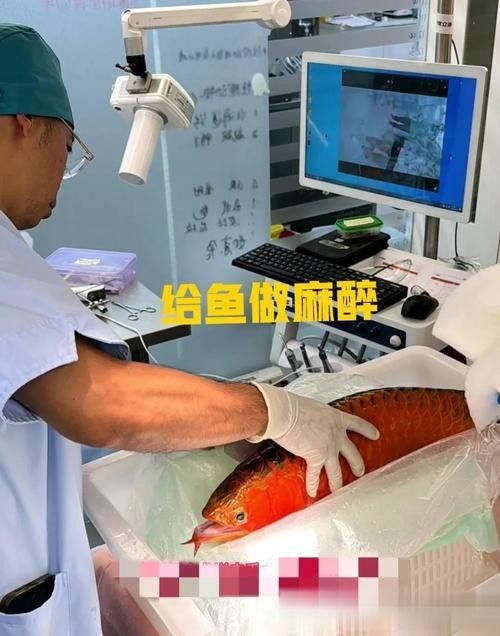 哪種龍魚麻醉藥最安全？：探討龍魚麻醉藥的安全性時我們需要考慮多個因素