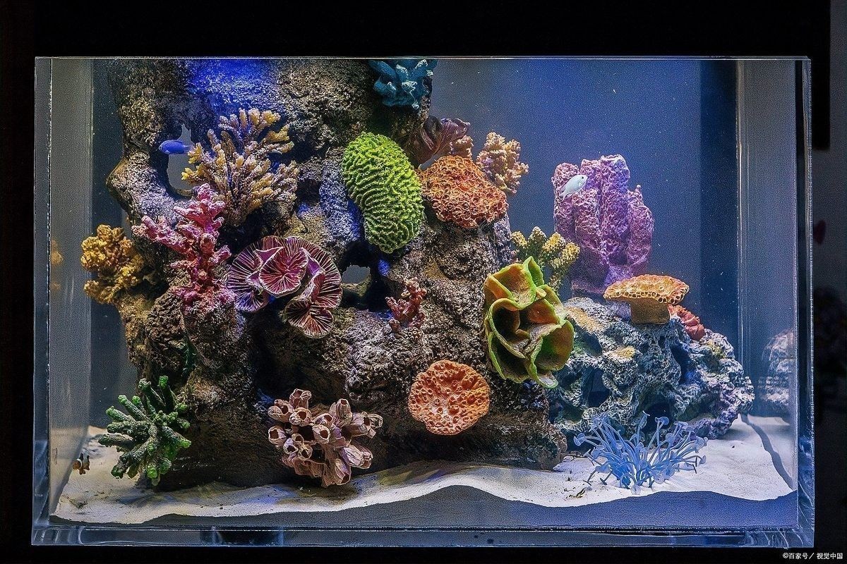 龍魚換水加鹽的具體步驟：魚缸換水加鹽正確方法家居花草指南魚缸換水加鹽正確方法