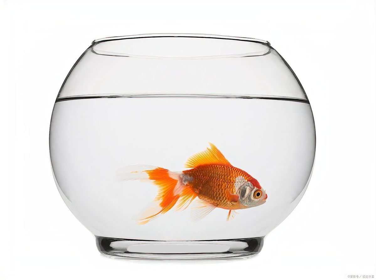 龍魚換水加鹽的具體步驟：魚缸換水加鹽正確方法家居花草指南魚缸換水加鹽正確方法