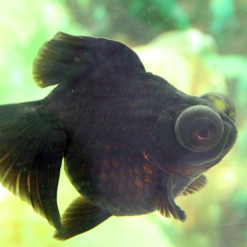 黑色金龍魚有哪些品種？：金龍魚有幾個品種