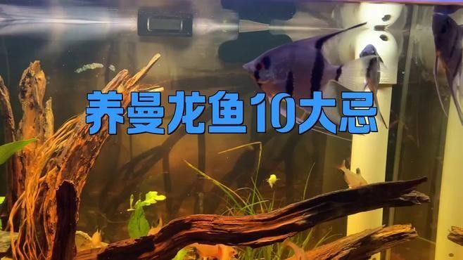 曼龍魚多久換一次水？：曼龍魚多久換一次水