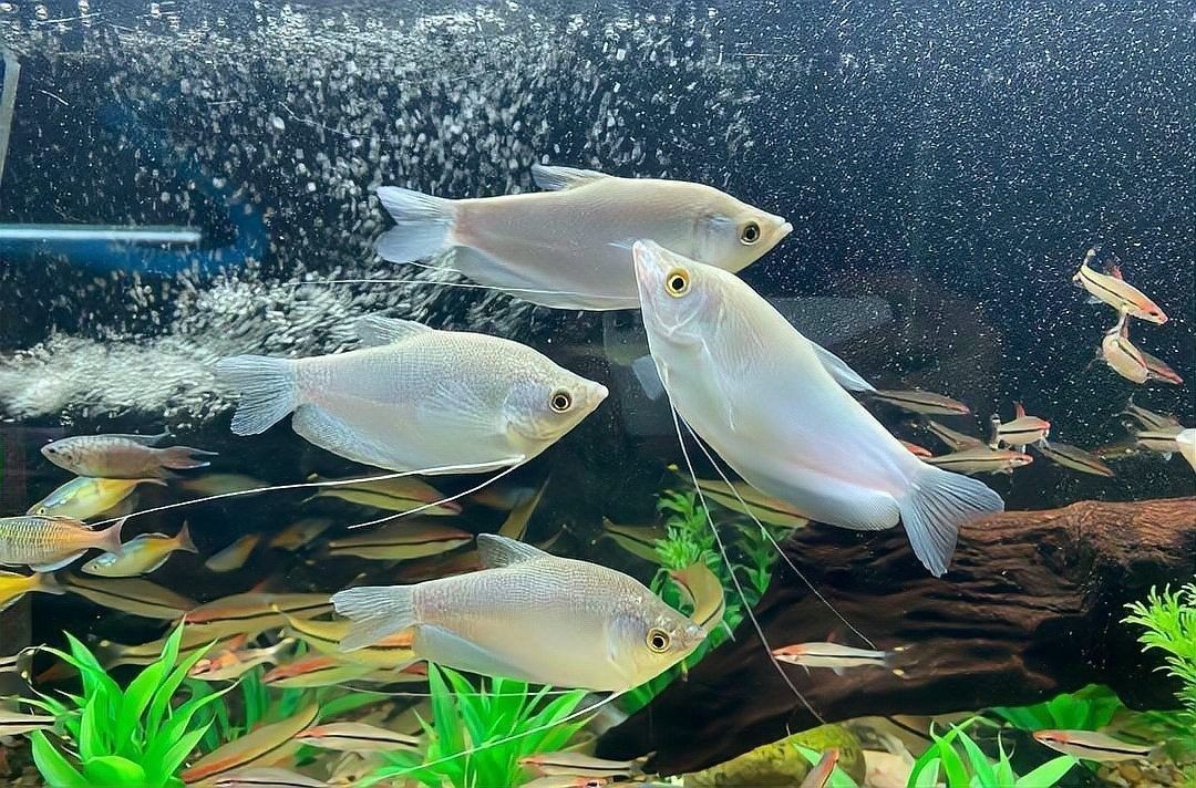 曼龍魚多久換一次水？：曼龍魚多久換一次水