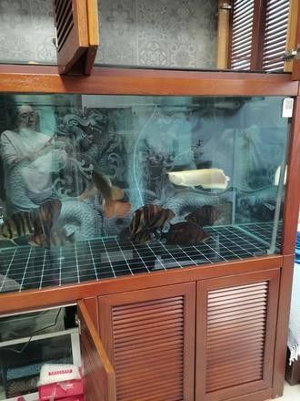 如何延長馬印龍魚燈的燈管壽命：馬印龍魚燈的燈管壽命之謎,馬印-原子光盒