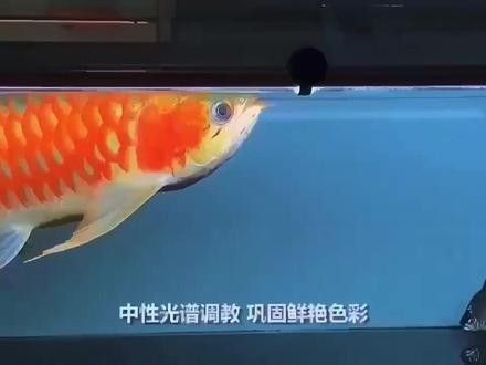 如何延長馬印龍魚燈的燈管壽命：馬印龍魚燈的燈管壽命之謎,馬印-原子光盒