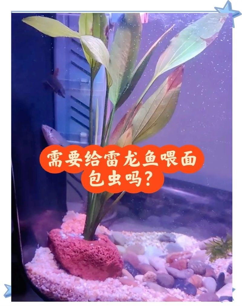 龍魚吃面包蟲有哪些好處：關(guān)于龍魚吃面包蟲的一些好處 龍魚吃面包蟲有哪些好處：關(guān)于龍魚吃面包蟲的一些好處 龍魚百科 第5張