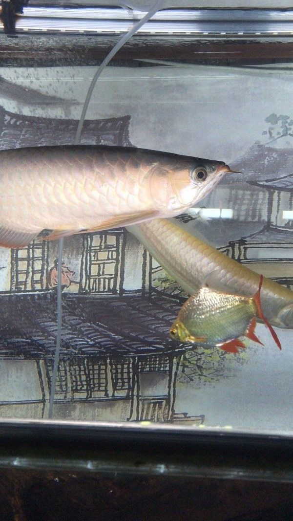 紅龍魚鱗片不亮是病嗎：紅龍魚鱗片變暗可能由多種原因引起紅龍魚鱗片變暗的原因以及應(yīng)對