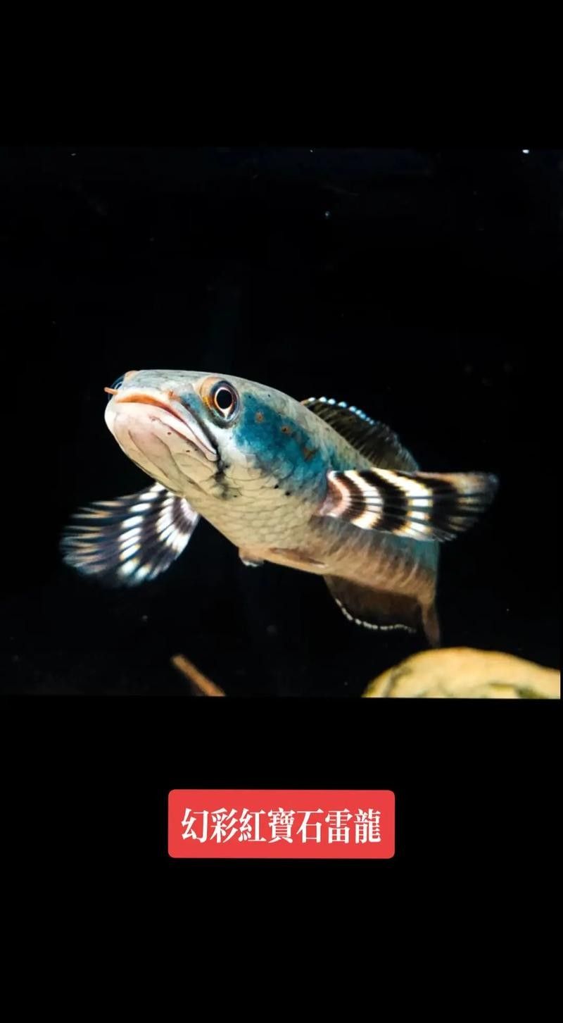 給我推薦一些幻紅雷龍魚混養案例：幻紅雷龍魚與其他魚類混養