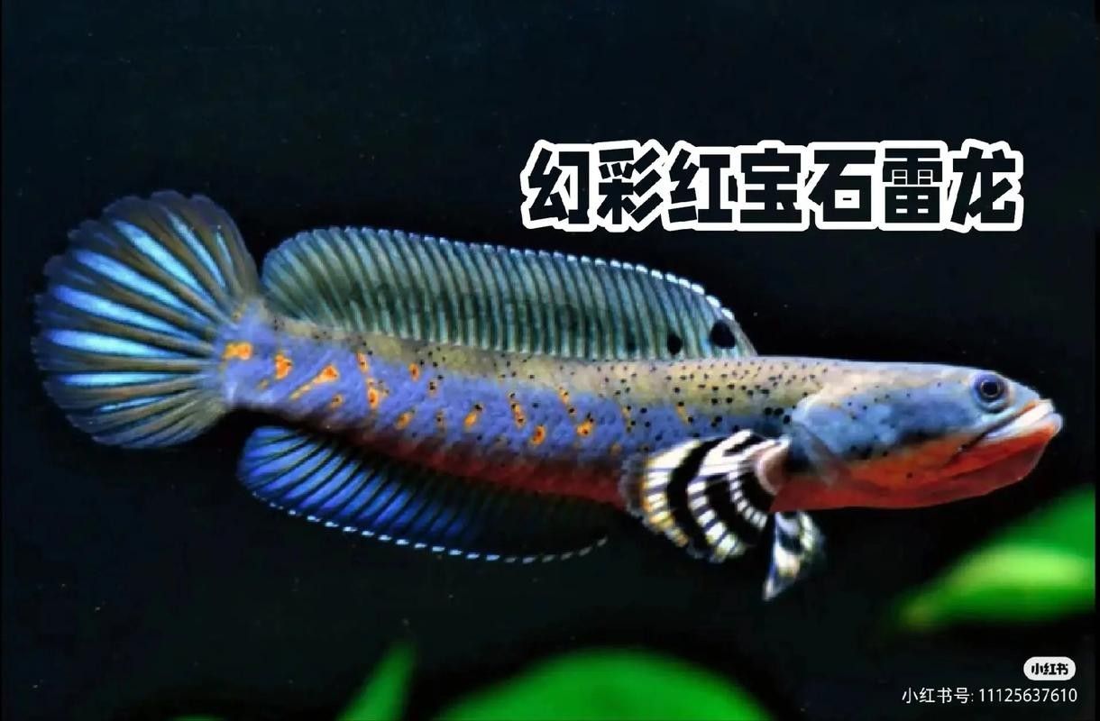 給我推薦一些幻紅雷龍魚混養案例：幻紅雷龍魚與其他魚類混養