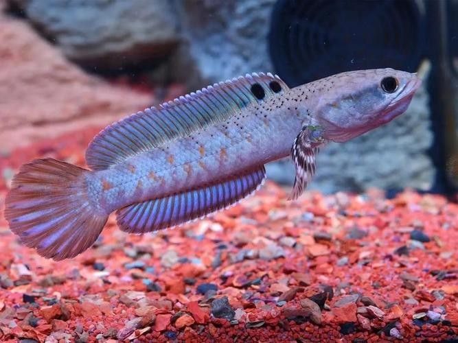 給我推薦一些幻紅雷龍魚混養案例：幻紅雷龍魚與其他魚類混養