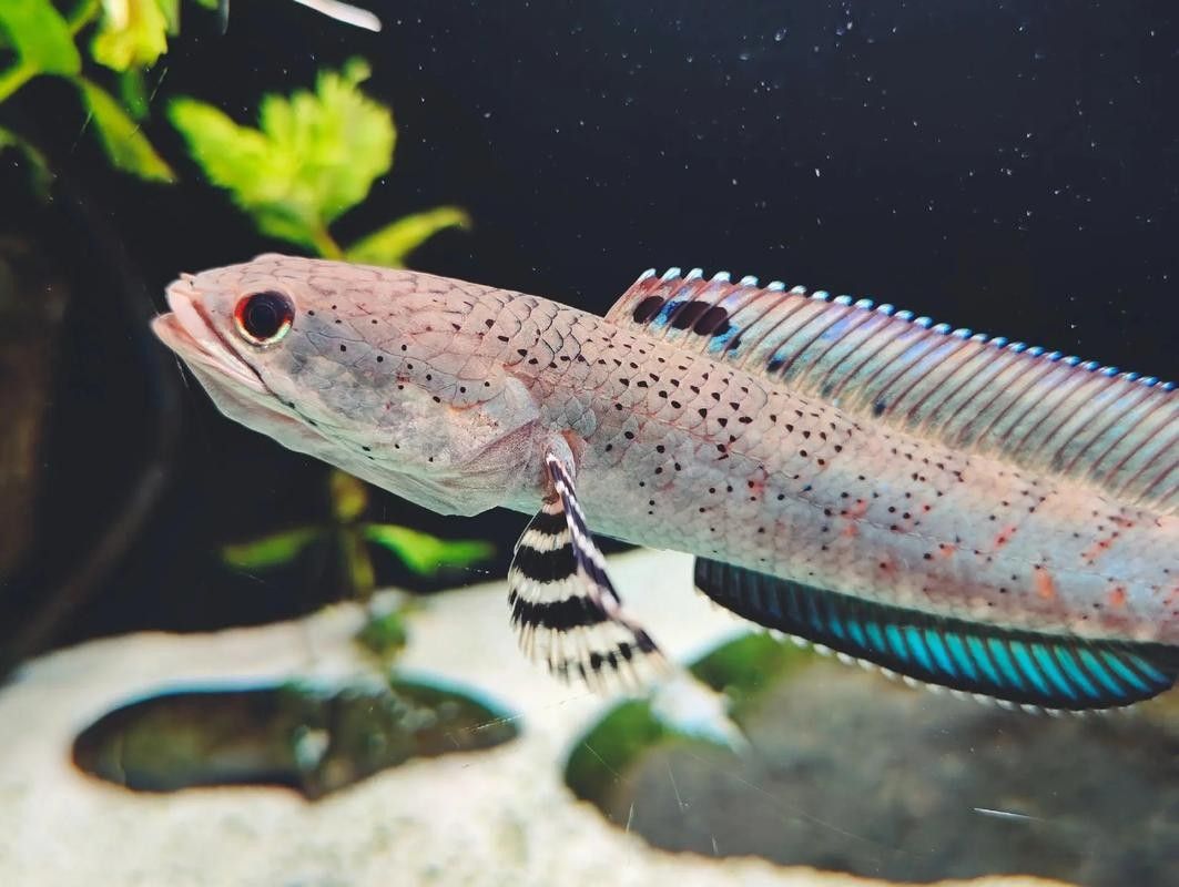 給我推薦一些幻紅雷龍魚混養案例：幻紅雷龍魚與其他魚類混養