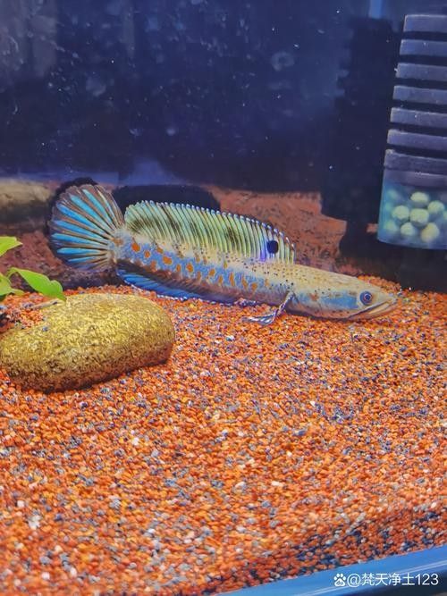 給我推薦一些幻紅雷龍魚混養案例：幻紅雷龍魚與其他魚類混養