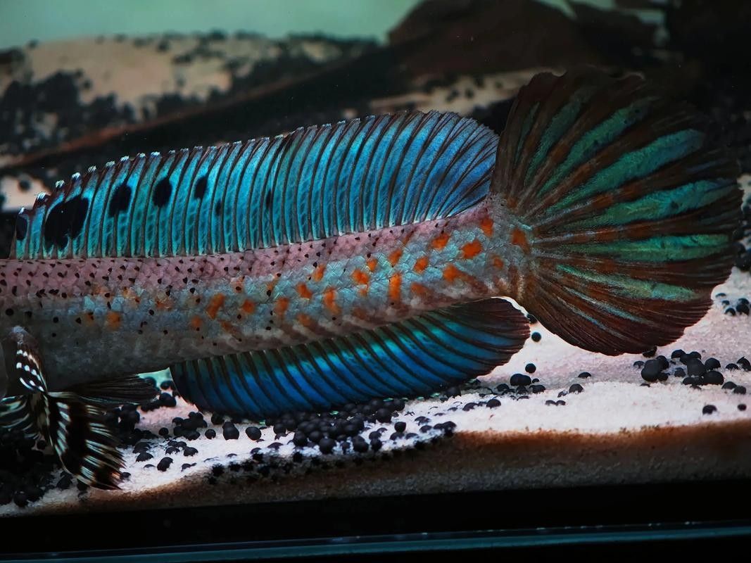 給我推薦一些幻紅雷龍魚混養案例：幻紅雷龍魚與其他魚類混養