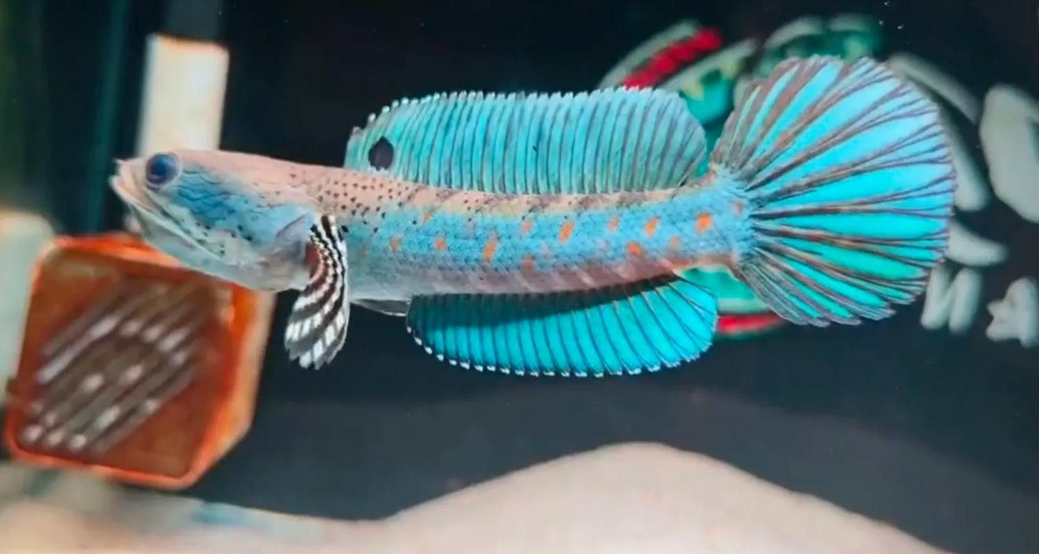 給我推薦一些幻紅雷龍魚混養案例：幻紅雷龍魚與其他魚類混養