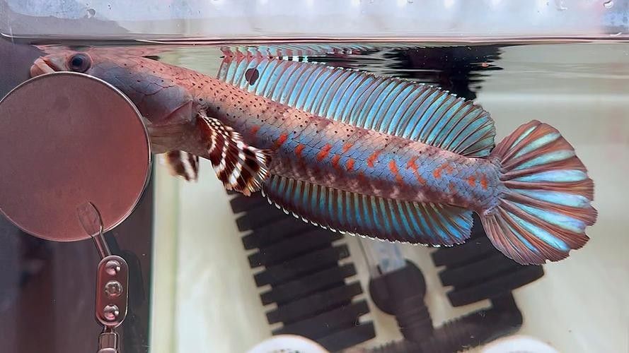給我推薦一些幻紅雷龍魚混養案例：幻紅雷龍魚與其他魚類混養