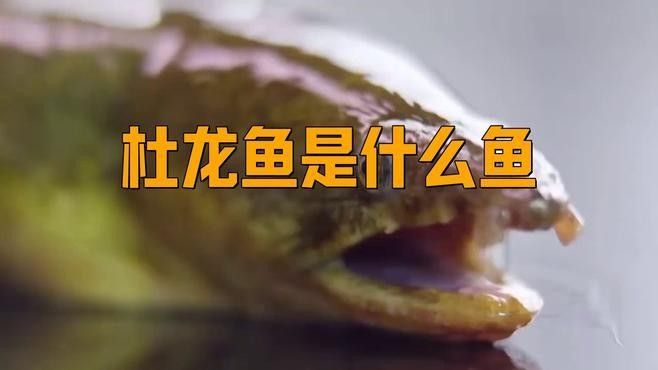 龍魚和杜龍魚有什么區(qū)別：魚和杜龍魚是兩種常見的觀賞魚，它們在外觀、習(xí)性以及飼養(yǎng)條件上存在明顯的區(qū)別