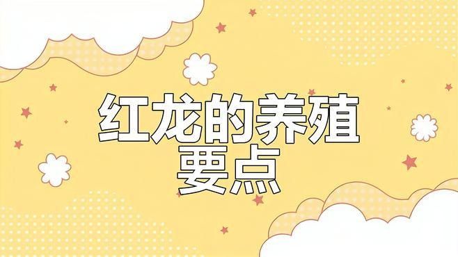 曹莊子花卉市場的紅龍魚質量如何：如何挑選優質紅龍魚