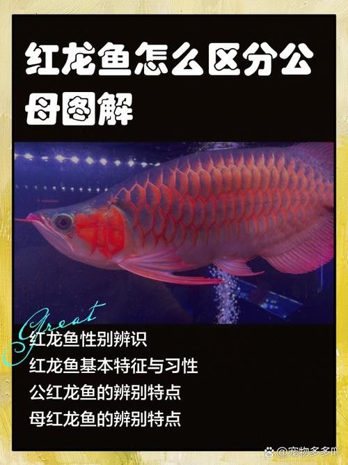 曹莊子花卉市場的紅龍魚質量如何：如何挑選優質紅龍魚