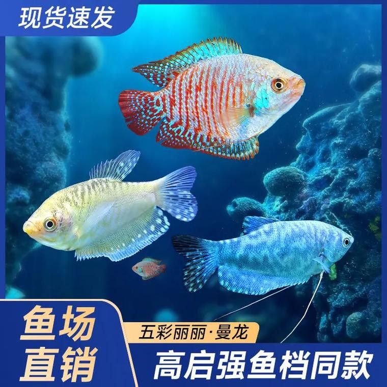 藍(lán)底魚(yú)缸適合哪些品種的金龍魚(yú)？：藍(lán)底魚(yú)缸適合在藍(lán)底魚(yú)缸中飼養(yǎng)的金龍魚(yú)品種分類詳解