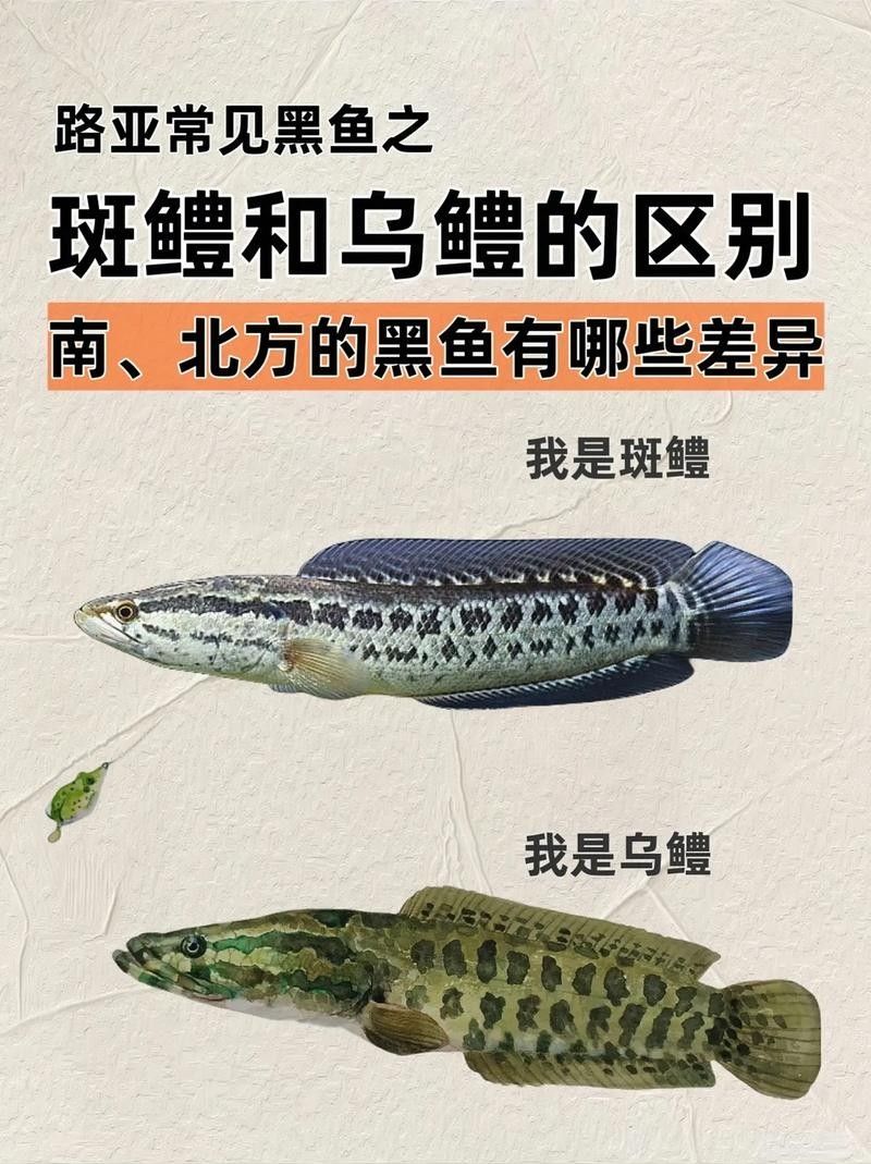 如何辨別真假非洲黑龍魚？：如何區(qū)分真假非洲黑龍魚