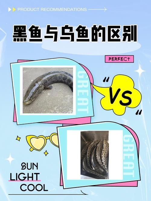 如何辨別真假非洲黑龍魚？：如何區分真假非洲黑龍魚