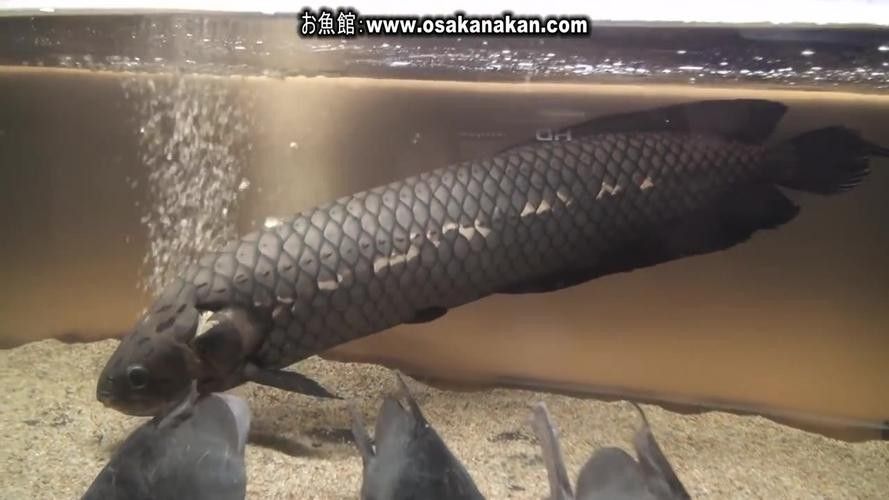 如何辨別真假非洲黑龍魚？：如何區分真假非洲黑龍魚
