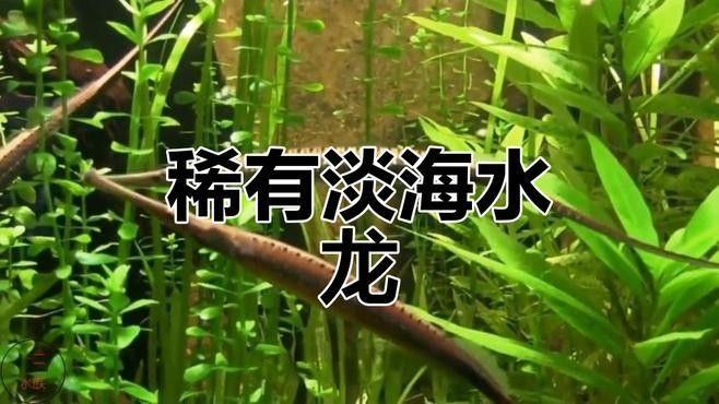 淡水海龍魚有哪些品種：常見的淡水海龍魚品種