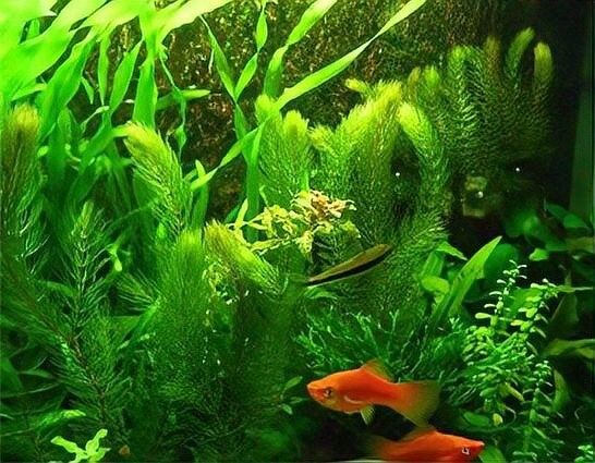 金龍魚缸中應該放什么植物（金魚缸中放什么植物最合適）