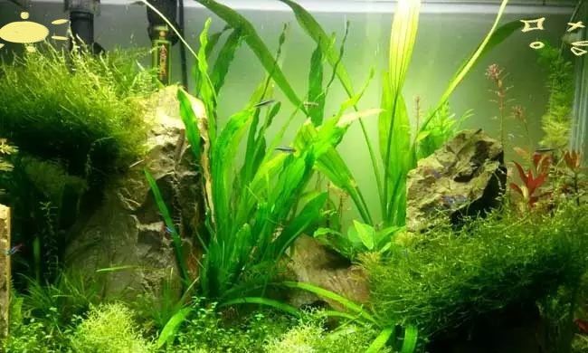 金龍魚缸中應該放什么植物（金魚缸中放什么植物最合適）