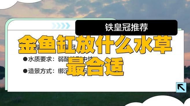 金龍魚缸中應該放什么植物（金魚缸中放什么植物最合適）