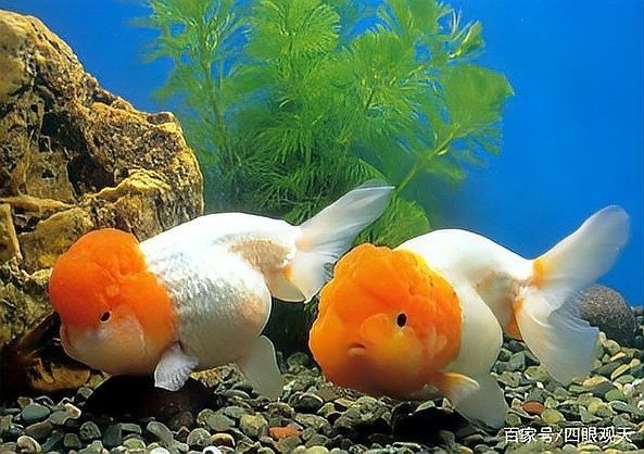 金龍魚缸中應該放什么植物（金魚缸中放什么植物最合適）