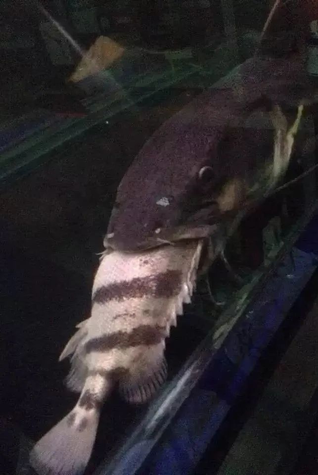 龍魚和虎魚打架會打死嗎？（龍魚和虎魚打架會導致死亡嗎？）