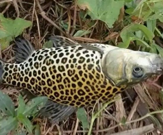 黃化金龍魚有哪些稀有血統？（黃化金龍魚的獨特之處在于其色彩和形態）