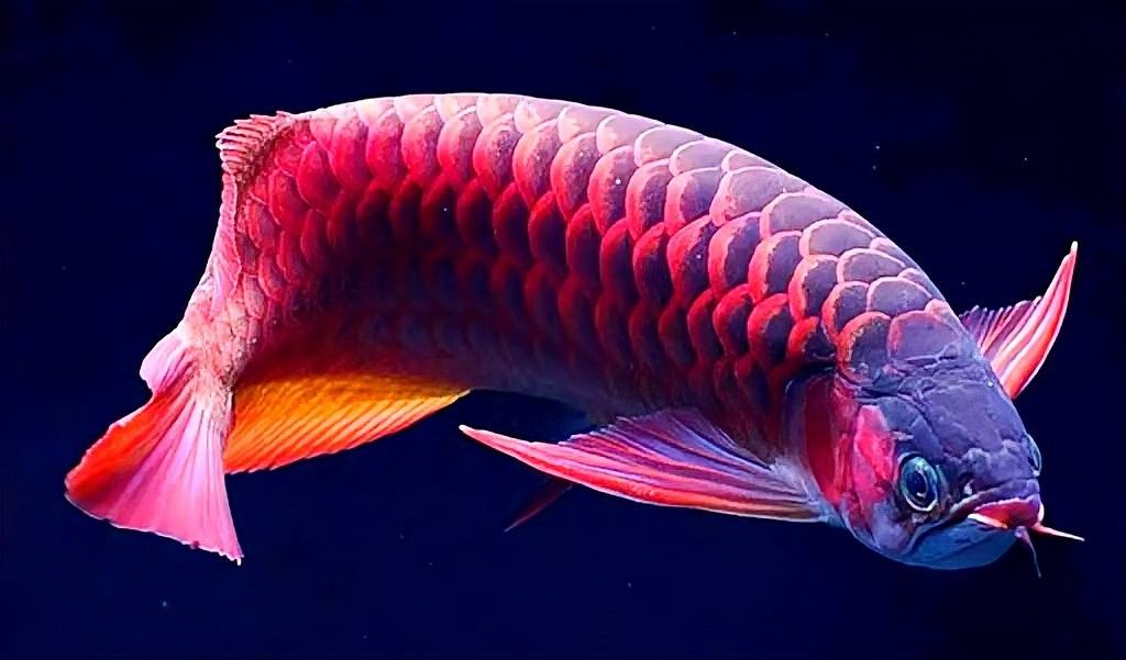 龍魚和鯊魚混養(yǎng)需要多大的魚缸？（養(yǎng)龍魚和鯊魚時魚缸的大小需要根據(jù)兩種魚類的需求來定制）