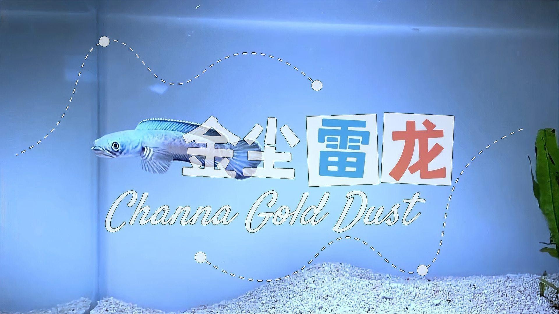 金塵雷龍魚能長多大？（金塵雷龍魚養護金塵雷龍魚需要注意以下幾點注意以下幾點）
