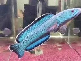 金塵雷龍魚能長多大？（金塵雷龍魚養護金塵雷龍魚需要注意以下幾點注意以下幾點）