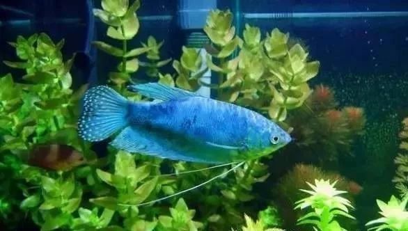 藍龍魚有哪些品種？（藍龍金槍魚或藍龍金槍魚或藍龍金槍魚品種盤點）
