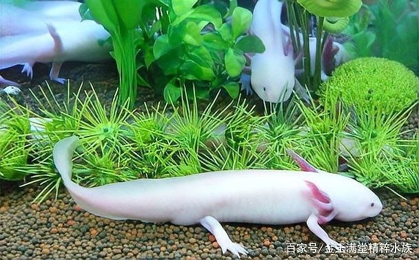 藍龍魚有哪些品種？（藍龍金槍魚或藍龍金槍魚或藍龍金槍魚品種盤點）