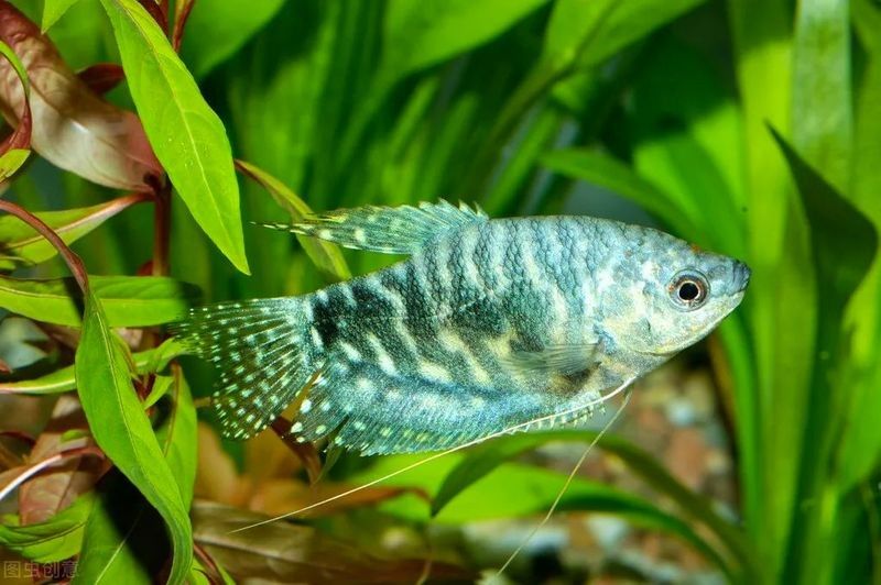 藍龍魚有哪些品種？（藍龍金槍魚或藍龍金槍魚或藍龍金槍魚品種盤點）