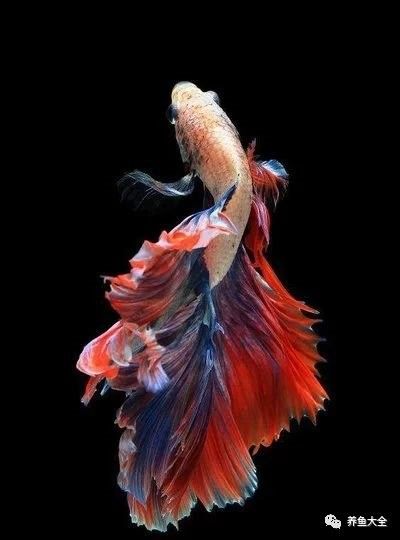 藍龍魚有哪些品種？（藍龍金槍魚或藍龍金槍魚或藍龍金槍魚品種盤點）