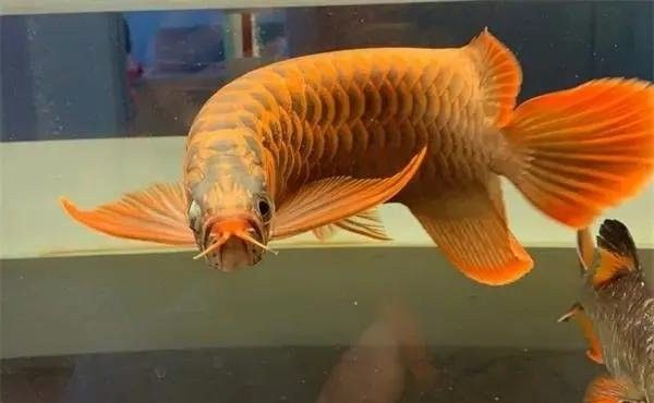 龍魚炸鱗多久能治愈（龍魚炸鱗多久能好時局觀測站龍魚炸鱗的原因及治療方法）