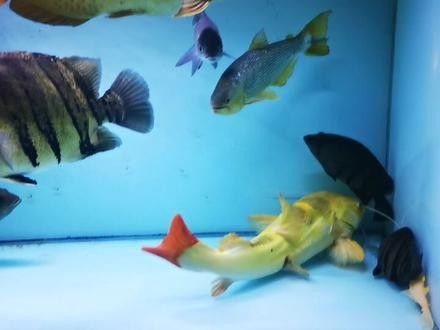 黃金河虎和龍魚混養需要多大的魚缸（養龍魚魚缸最好的尺寸寵物指南）