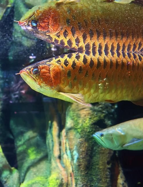 澄江哪個水族館龍魚好？祥龍魚場龍魚（南京市秦淮區祥龍魚場） 澄江哪個水族館龍魚好？祥龍魚場龍魚（南京市秦淮區祥龍魚場） 龍魚百科 第6張