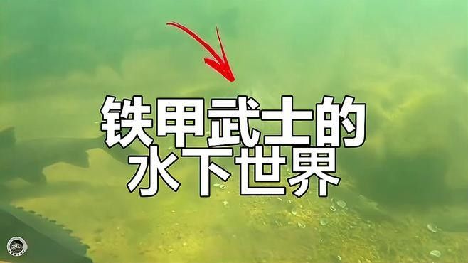 鐵甲武士魚有哪些品種？（水族圈常見的鐵甲武士魚，看著生猛，實則呆萌嘩仔）
