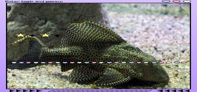 鐵甲武士魚有哪些品種？（水族圈常見的鐵甲武士魚，看著生猛，實則呆萌嘩仔）