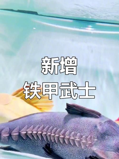 鐵甲武士魚有哪些品種？（水族圈常見的鐵甲武士魚，看著生猛，實則呆萌嘩仔）
