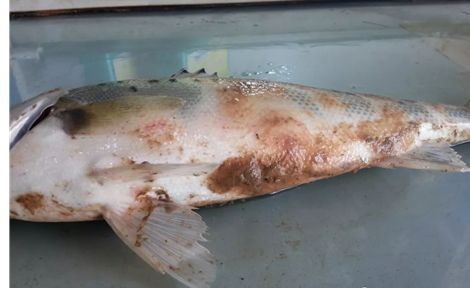 龍魚水霉病最佳治療溫度（魚水霉病怎么治療最快最有效魚老農談三農談三農）