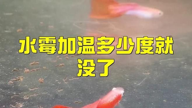 龍魚水霉病最佳治療溫度（魚水霉病怎么治療最快最有效魚老農談三農談三農）